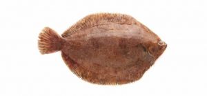 tongschar bij Alfa Fish Visgroothandel